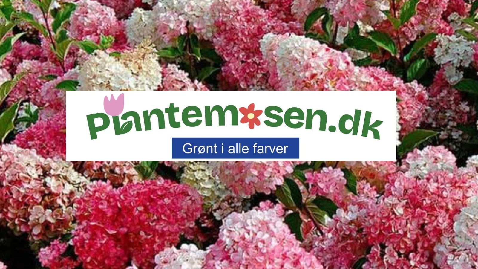 Plantemosen