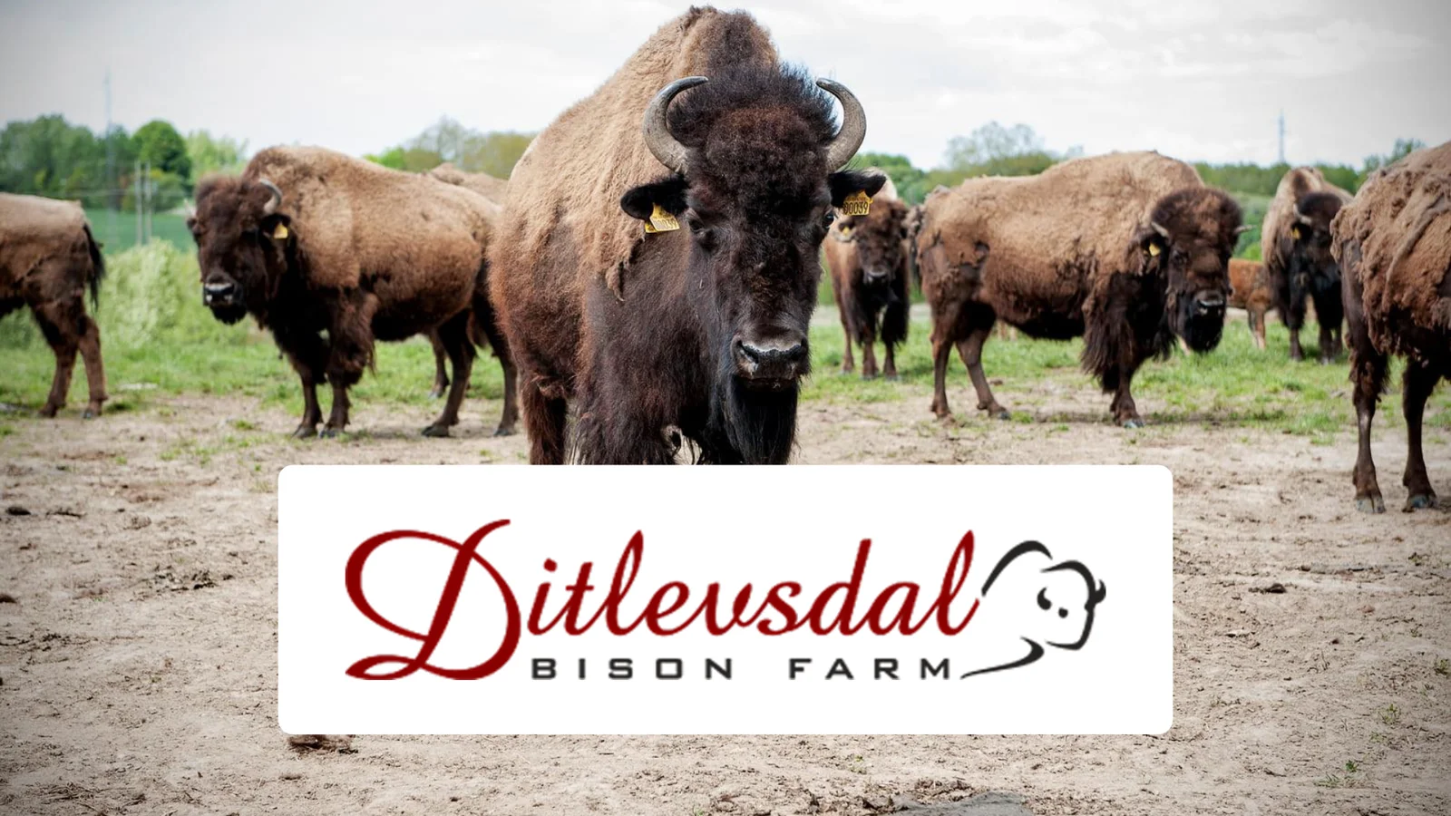 Ditlevsdal Bisonfarm