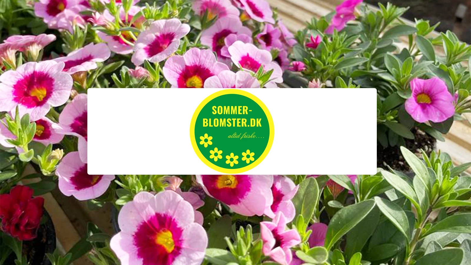 Sommer-Blomster.dk