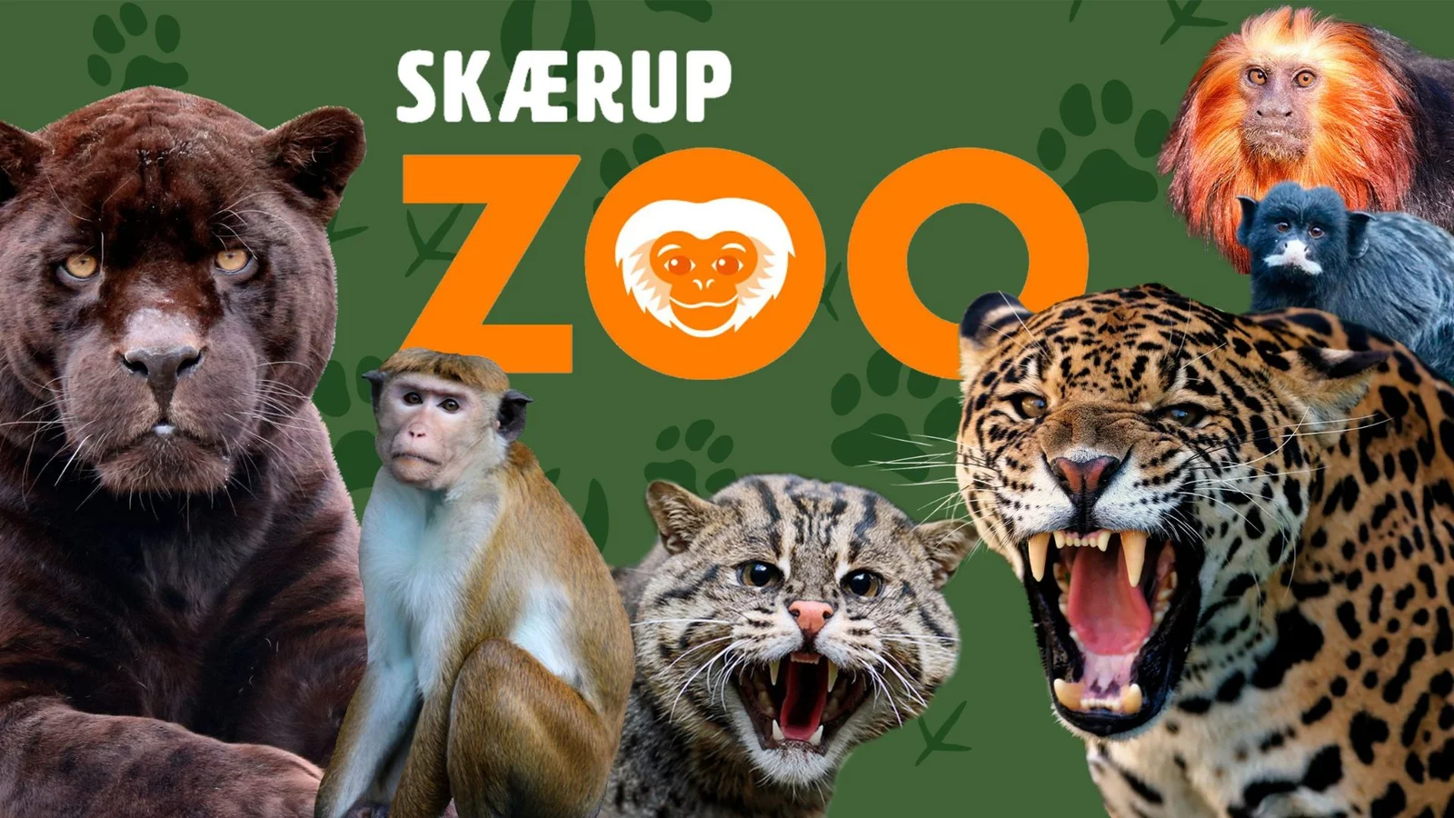 Vinterens forvandling: Skærup Zoo åbner med spændende nyheder