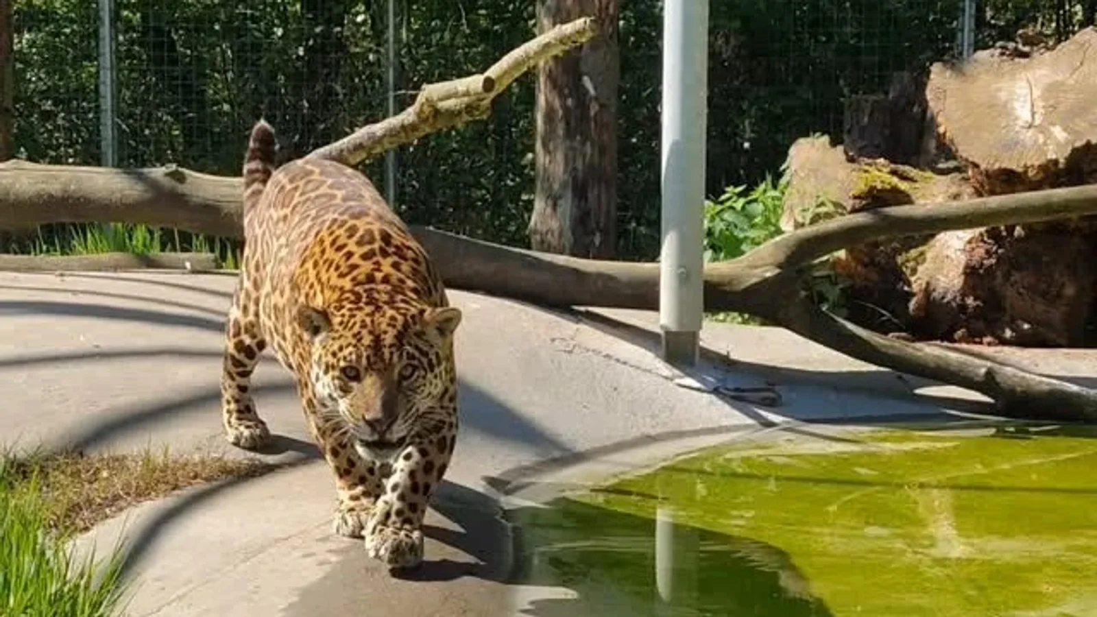 Skærup Zoo fejrer 25-års jubilæum