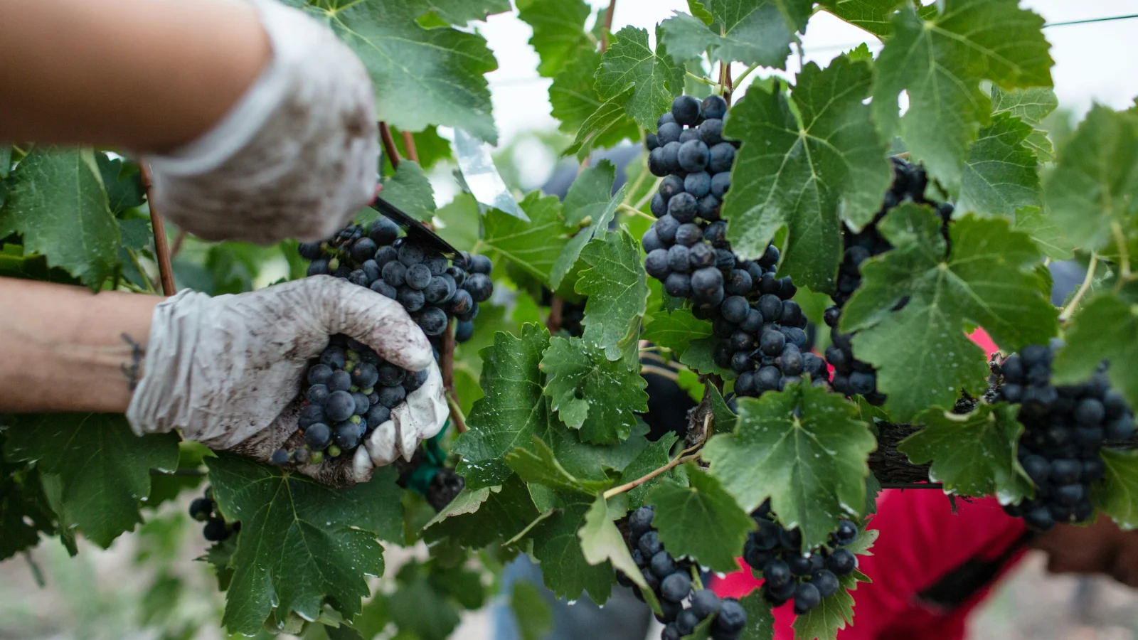 Koruplund Vingård tilbyder unikt indblik i vinproduktion