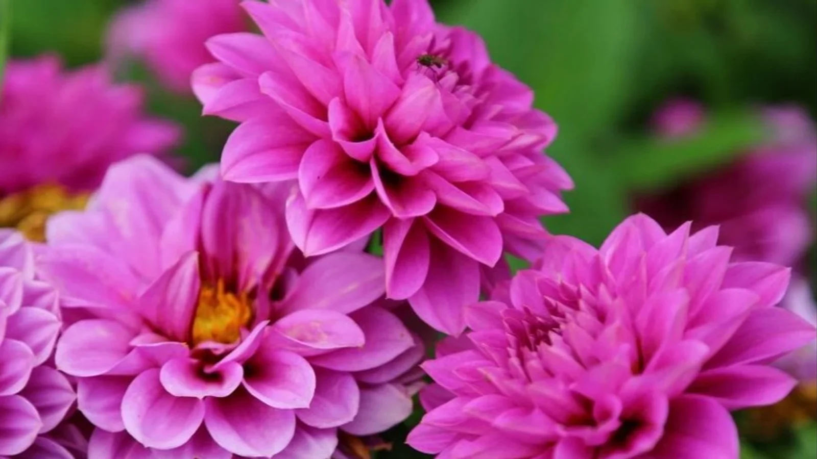 Kæmpe georginer netop landet hos Sommer-Blomster.dk