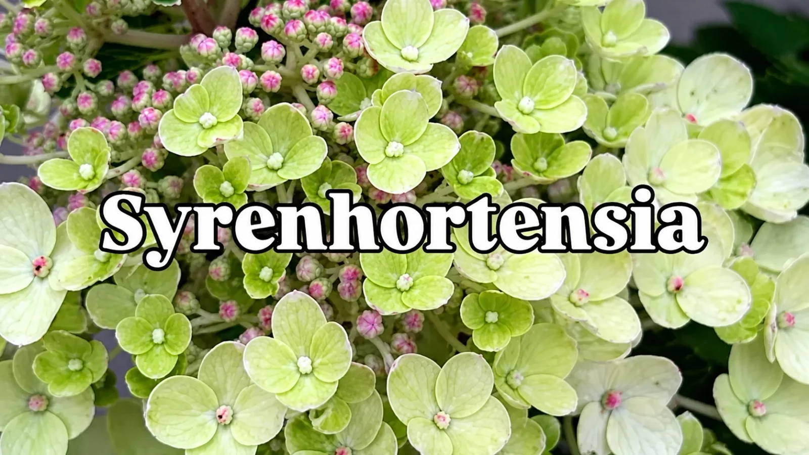 Syrenhortensia i fuldt flor hos SvendborgSund PlanteSalg