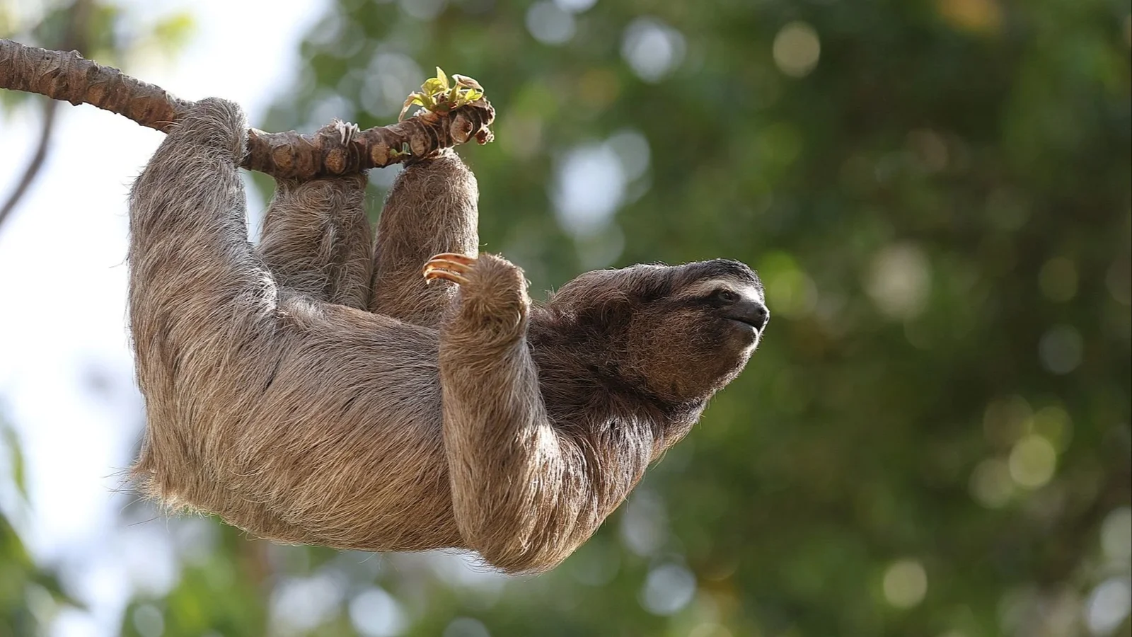Skærup Zoo får to nye beboer