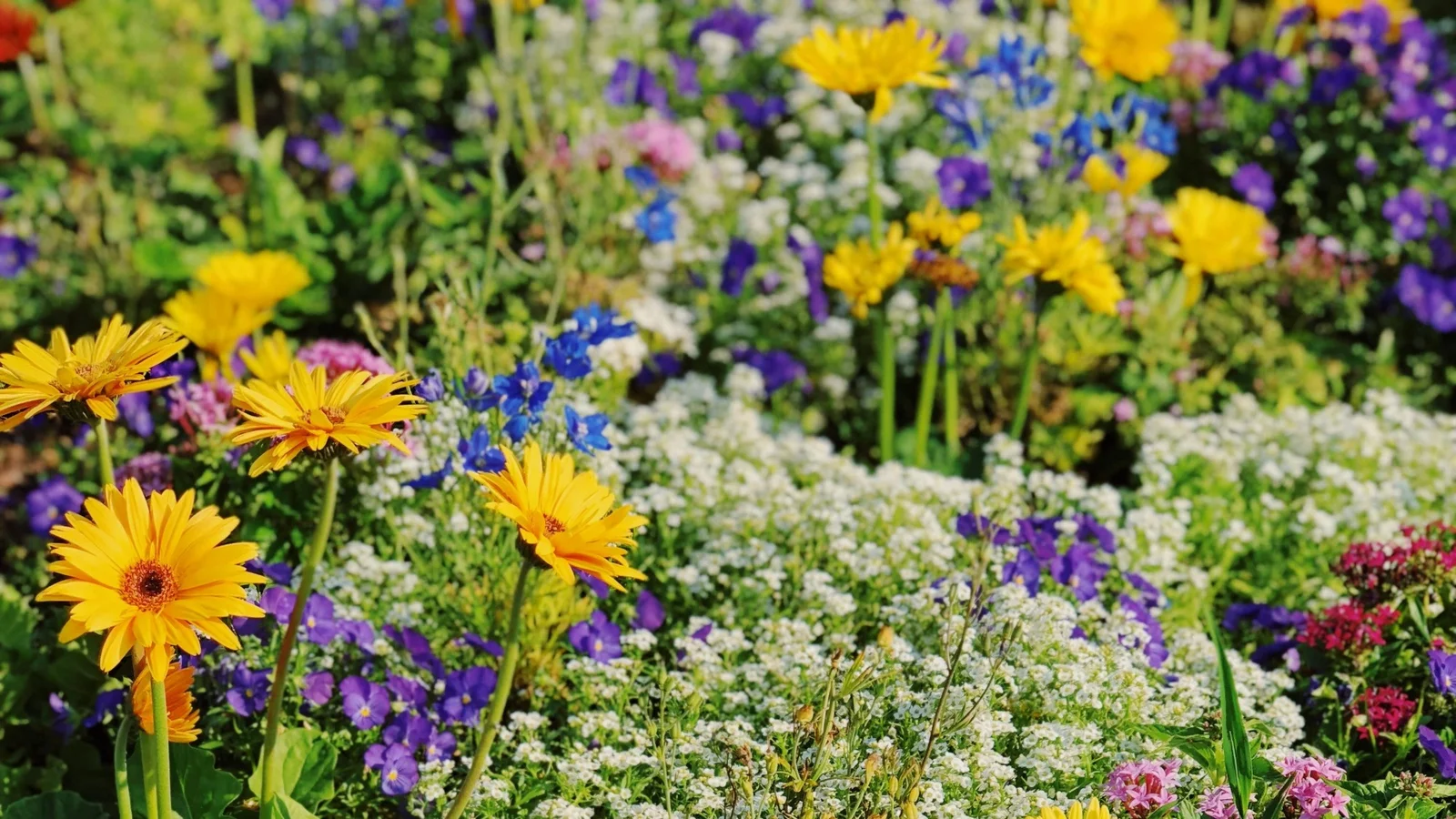 Åbne haver i Odense NV og Blommenslyst