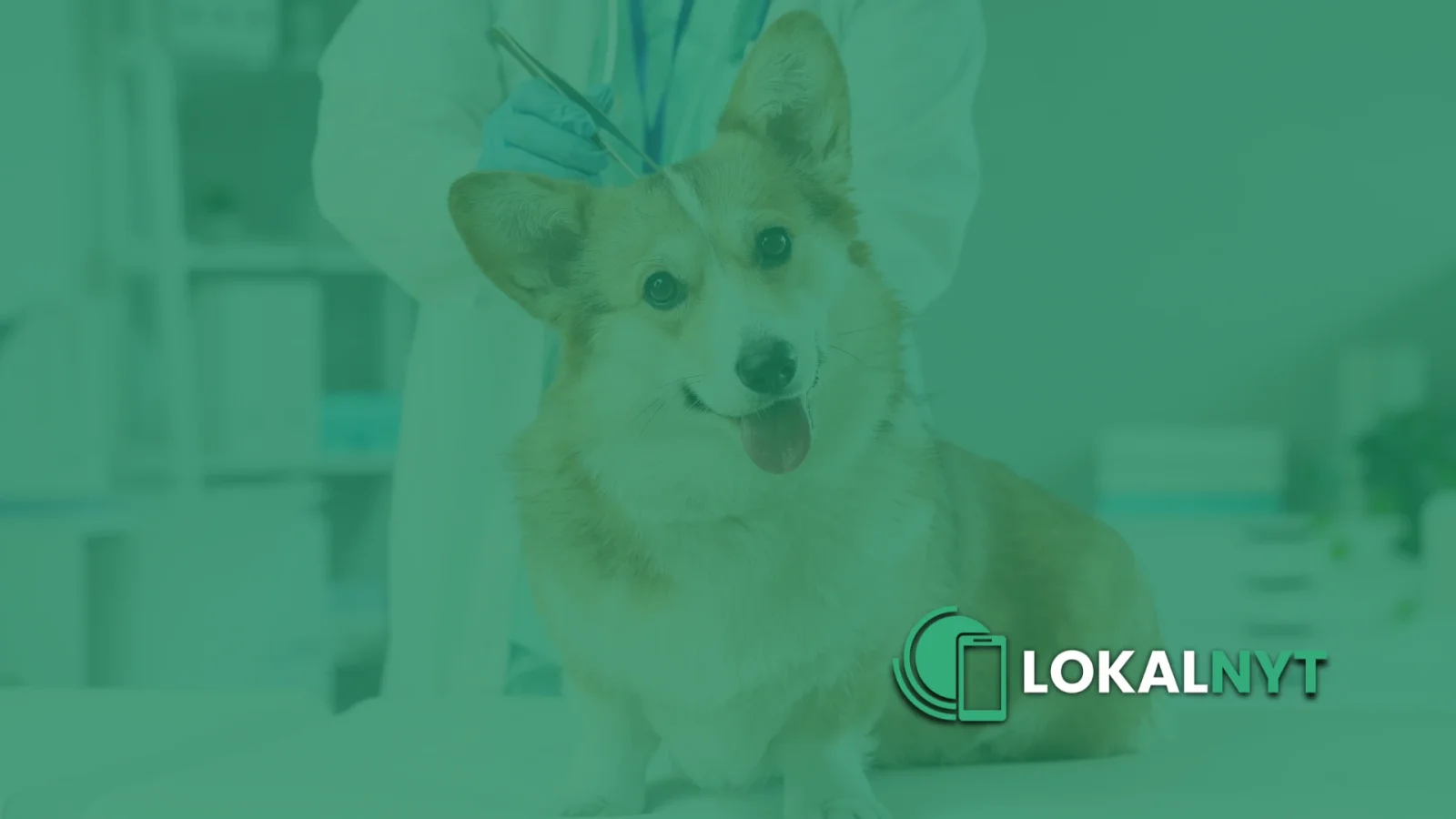 Rikkes Hundesalon