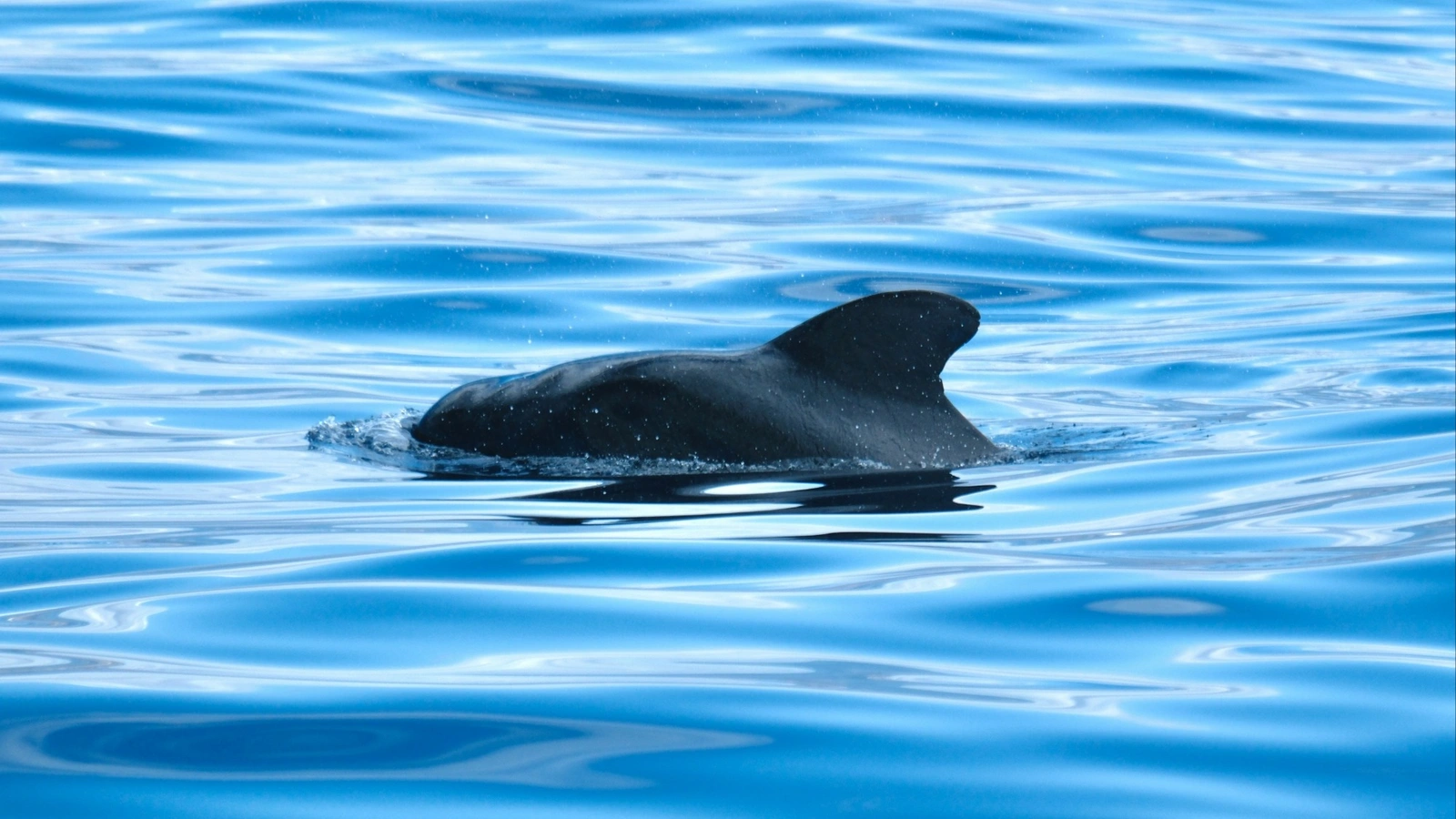 Hvalsafari-Naturoplevelse M/S Marianne Fredericia Dansk -Deutsch - English