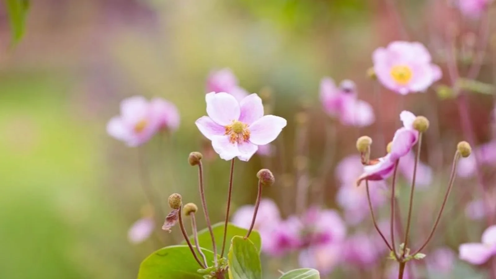 Haveråd: Sensommeren er optimal plantetid