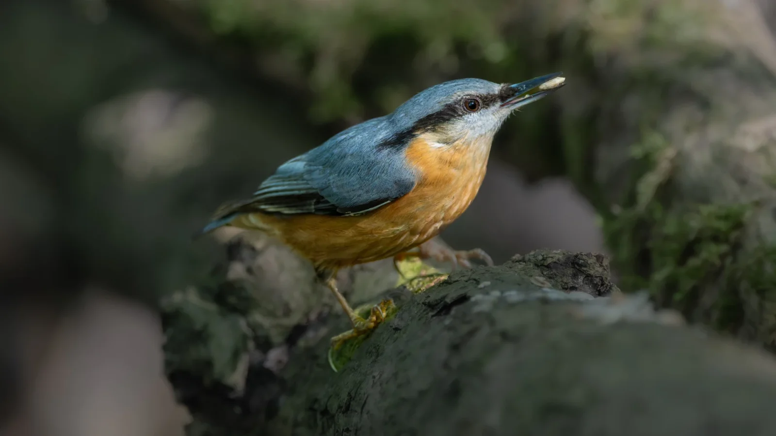 Birding - Fortællinger om fugle og hvorfor mennesker kigger på dem