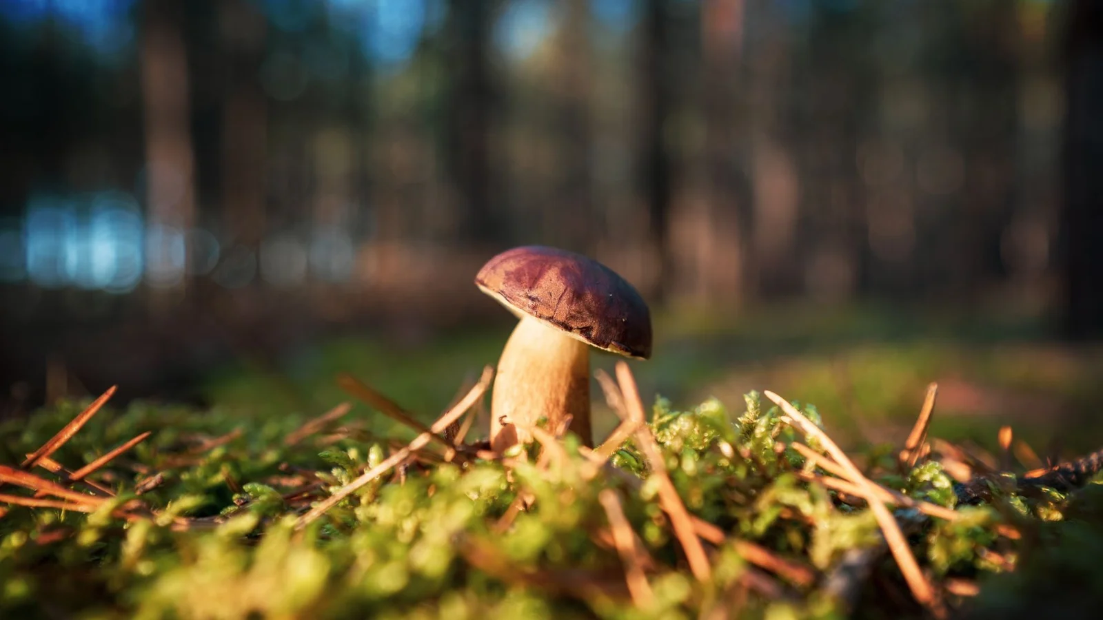 Svampetur for begyndere - Sdr. Varde Plantage