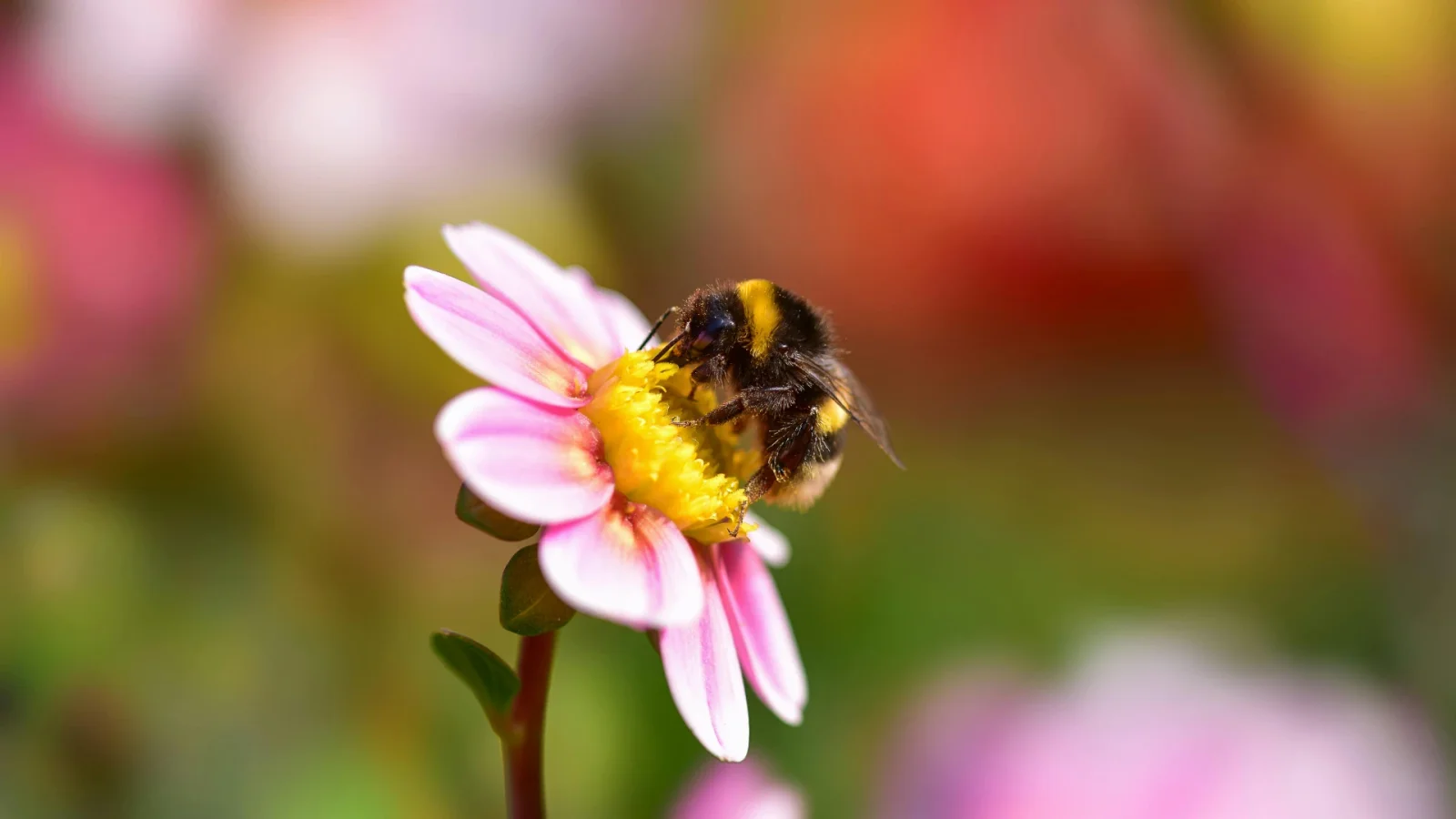 Da verden fik farver: Torsdagssalon om biodiversitetens udvikling