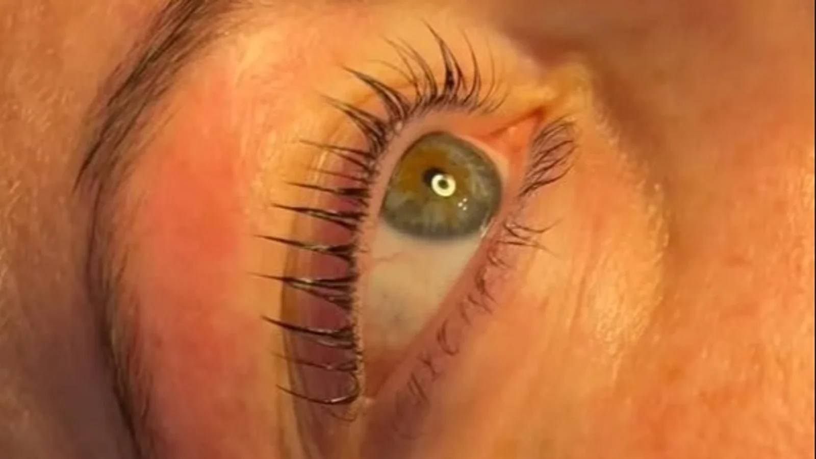 Få naturligt buede vipper med Korean Lash Lift