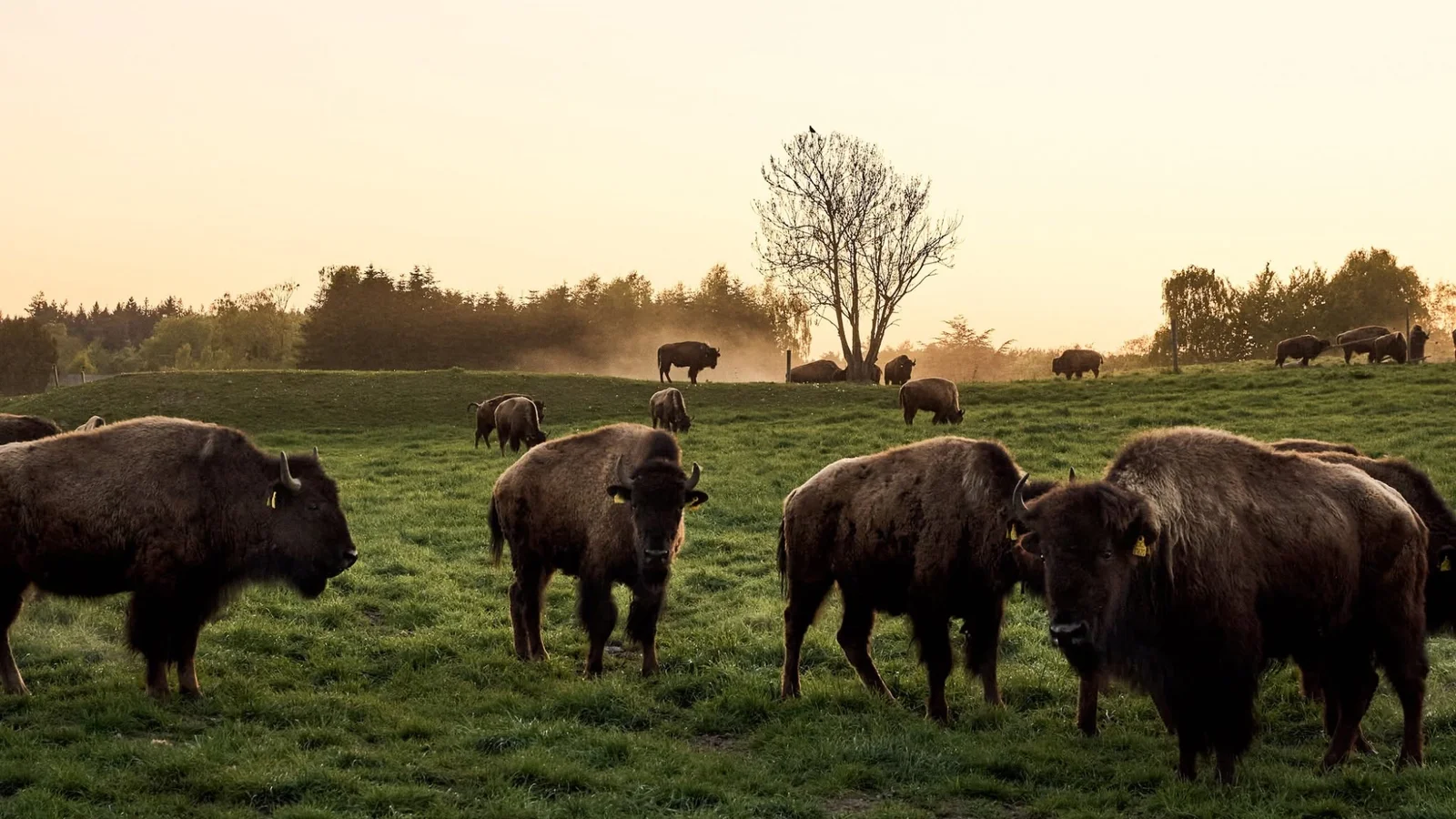 Ditlevsdal Bisonfarm inviterer til Shared Dining Bisonstyle