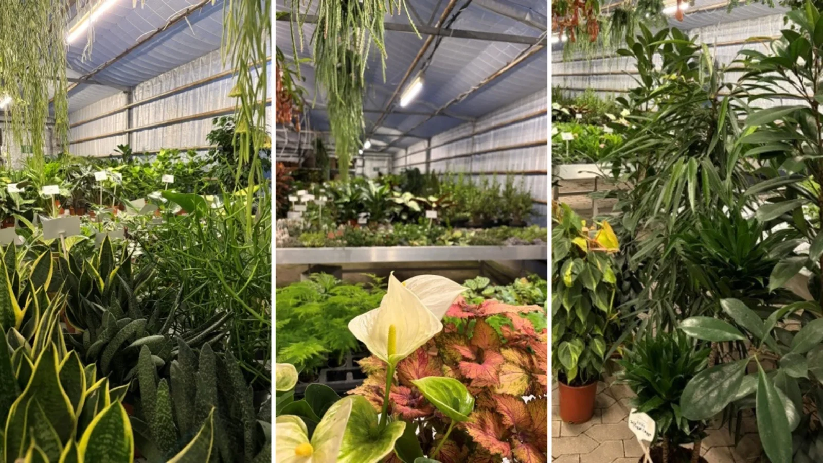 Efterårsferiehygge, kreative projekter og halv pris på stueplanter hos SvendborgSund PlanteSalg