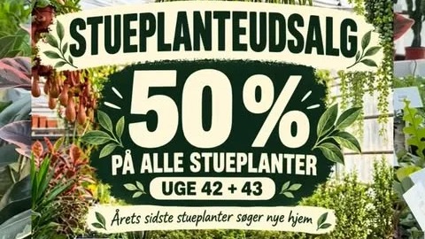 50% på alle stueplanter hos SvendborgSund PlanteSalg