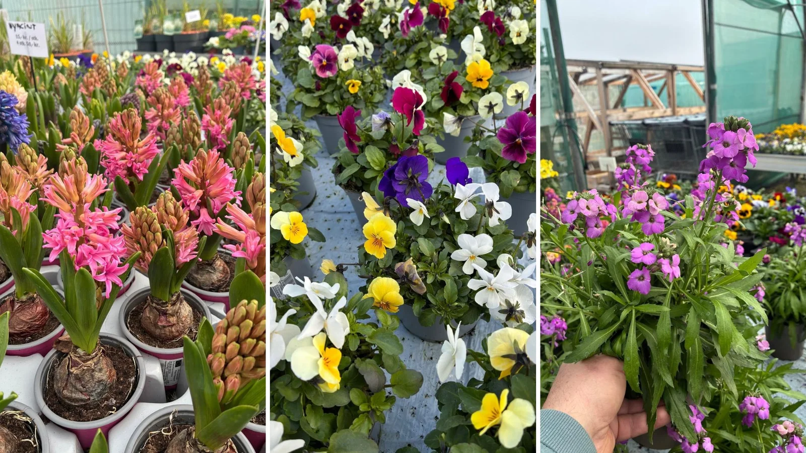 Sommer-Blomster fejrer sæsonåbning med påskefest i Middelfart