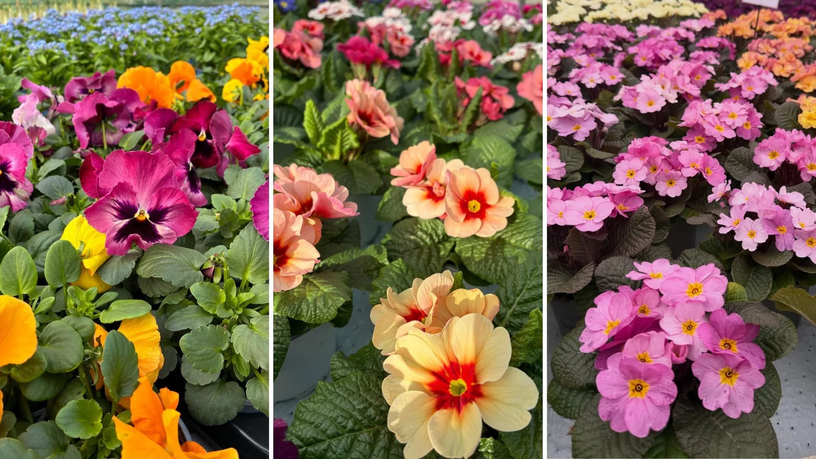 Selvbetjeningen er tilbage hos Sommer-Blomster i Middelfart