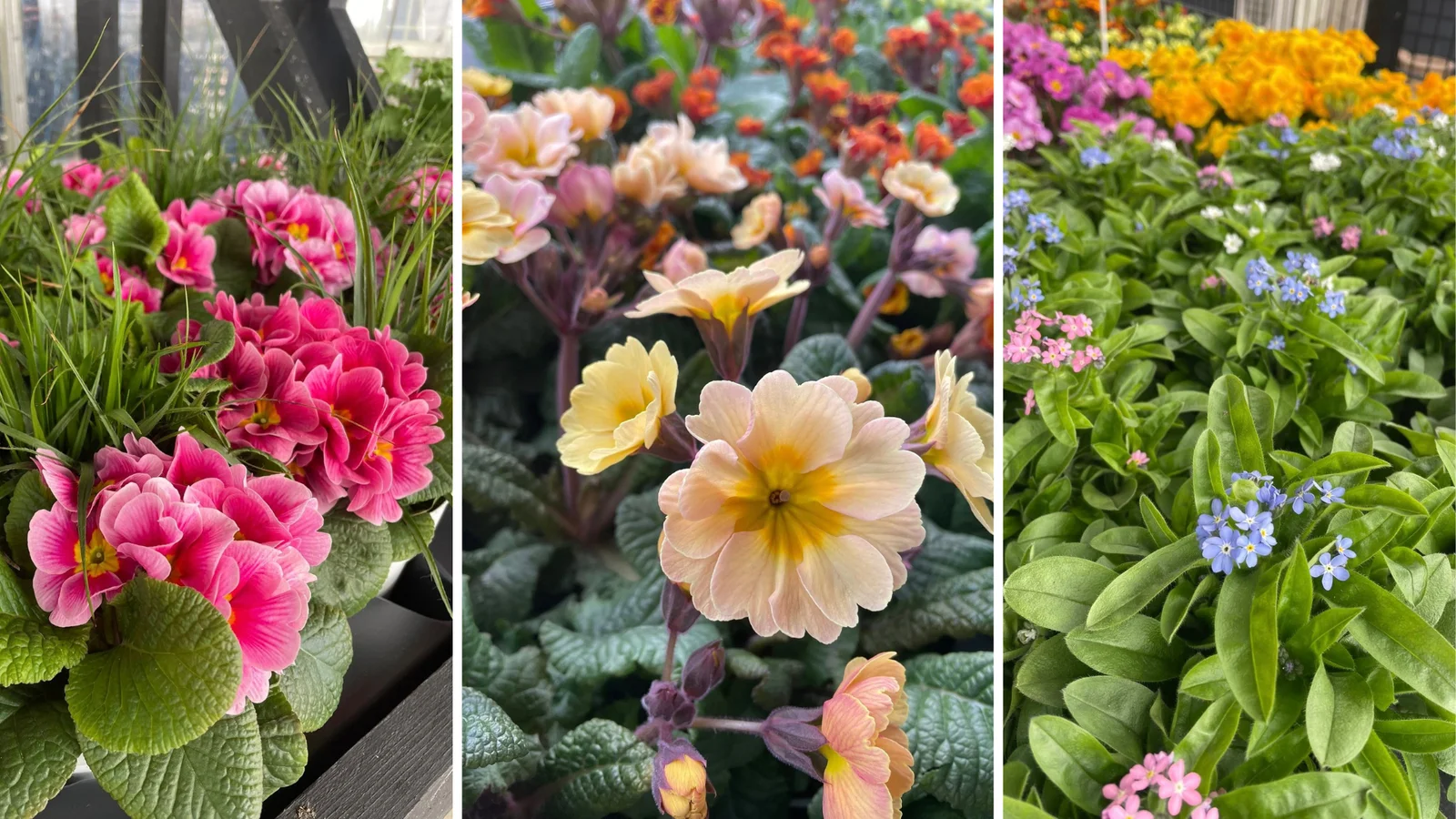 Båring Blomster åbner op for selvbetjeningsunivers
