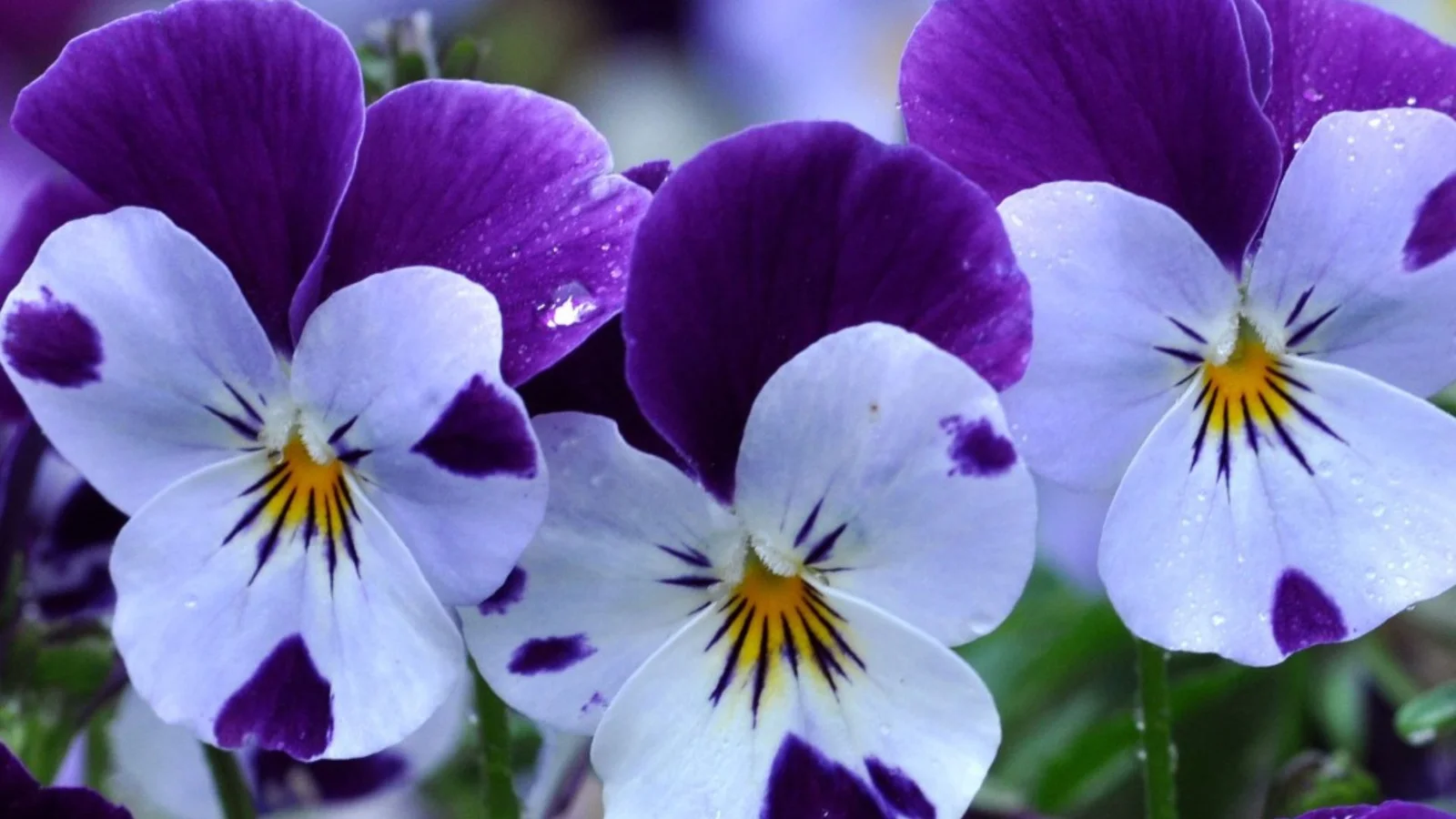 Bliv klar til havesæsonen: Weekendtilbud hos Sommer-Blomster.dk
