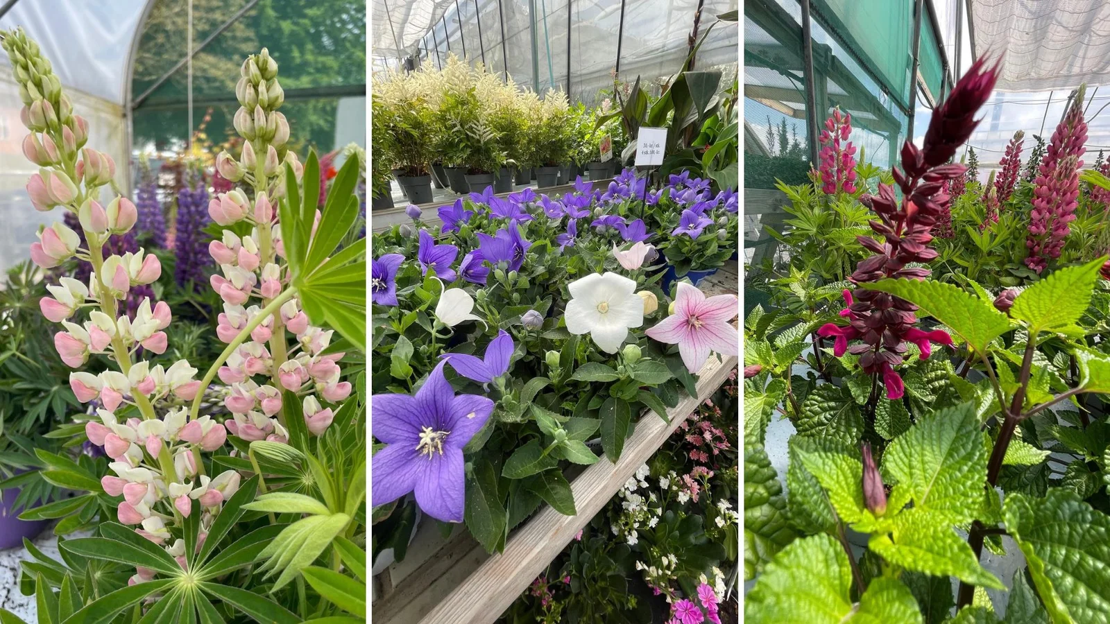 Spar 30 % på alle planter hos Sommer-Blomster