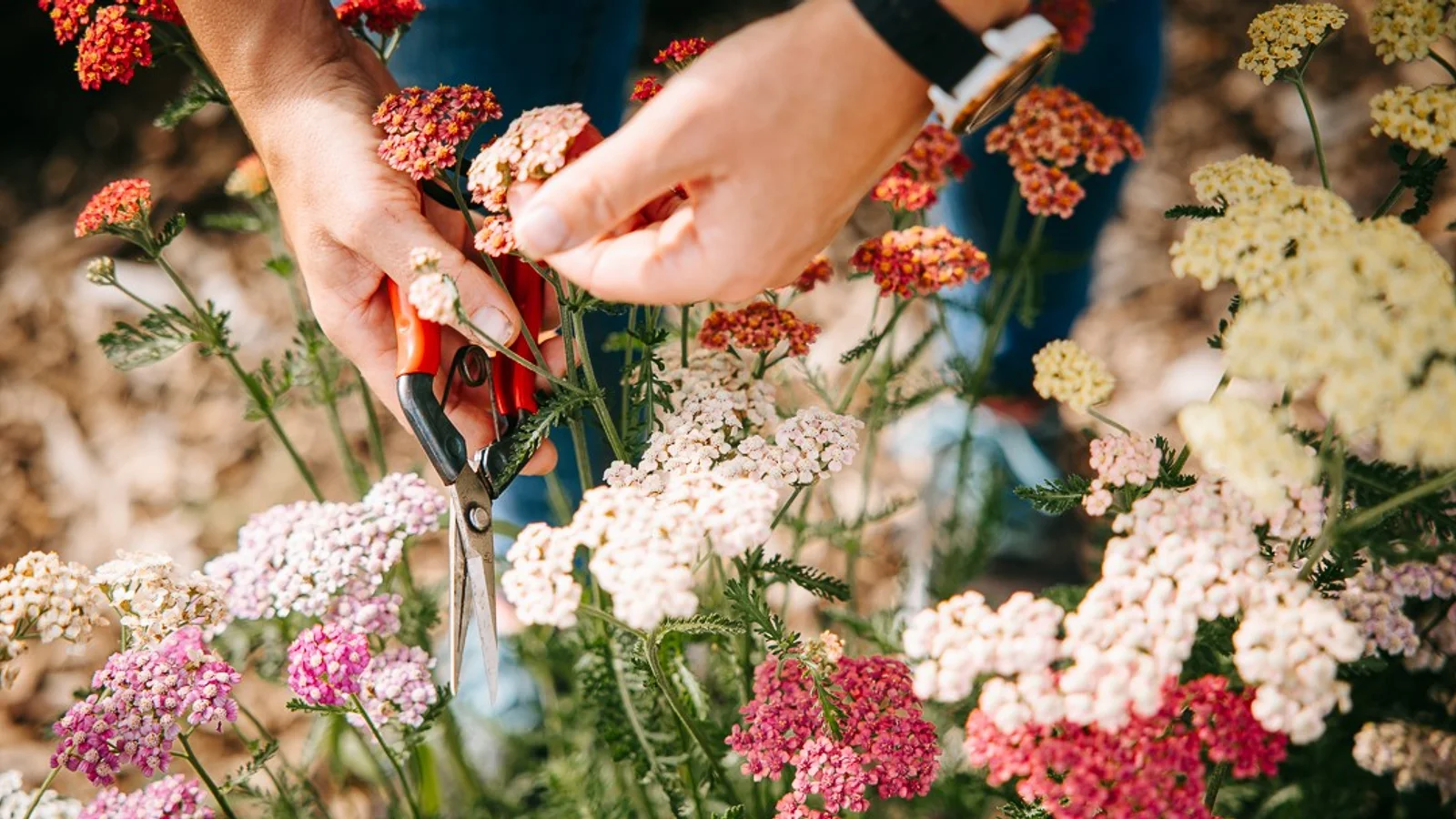 Blomsterbonde Fie har bæredygtige ambitioner for Severin