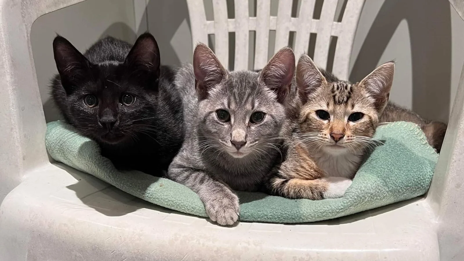 Mille, Felix og Simba topper listen over Middelfarts kattenavne