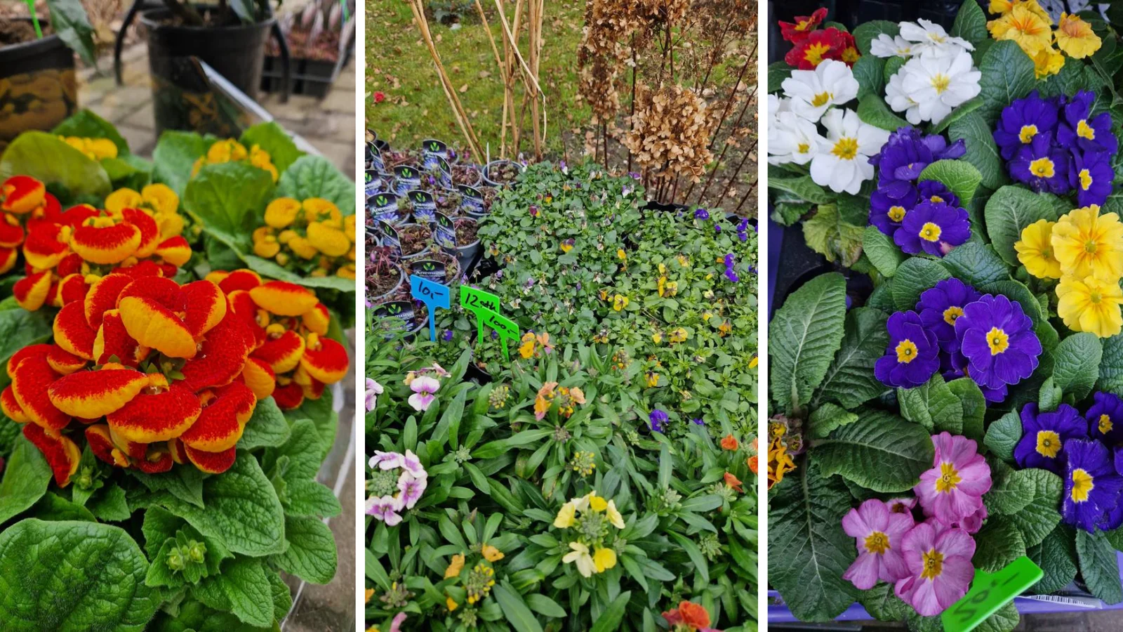 Grønt i alle farver: Gør haven forårsklar med nye planter og blomster fra Plantemosen