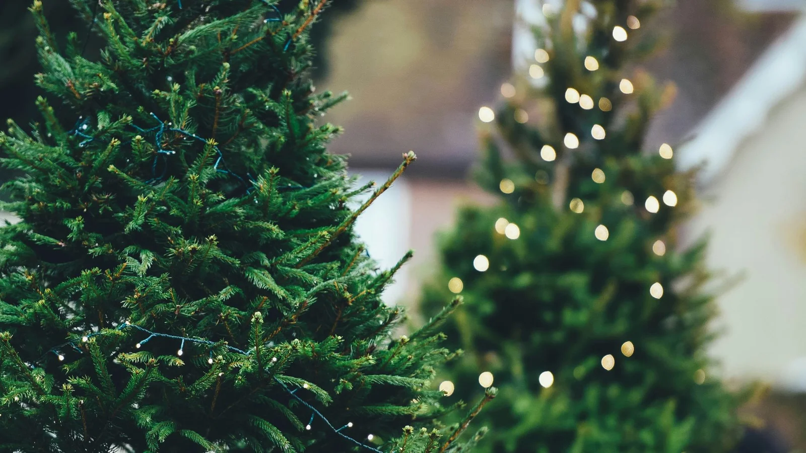 Få et friskt juletræ bragt, og pynt det med bæredygtigt julepynt