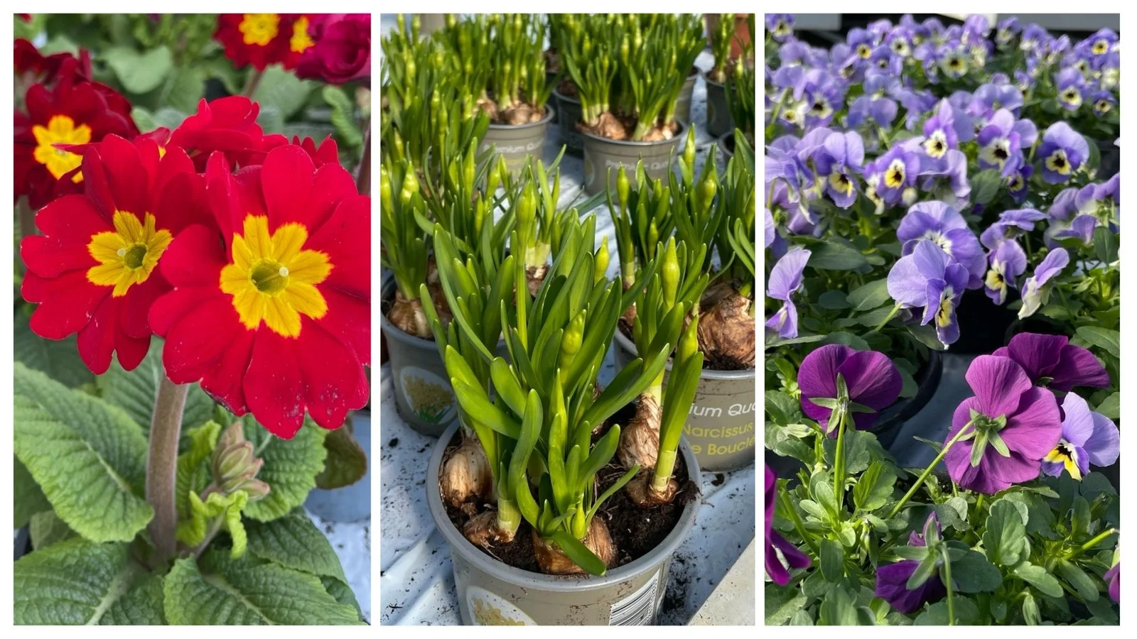 Plantecentret Sommer-Blomster.dk åbner snart til forårssæsonen