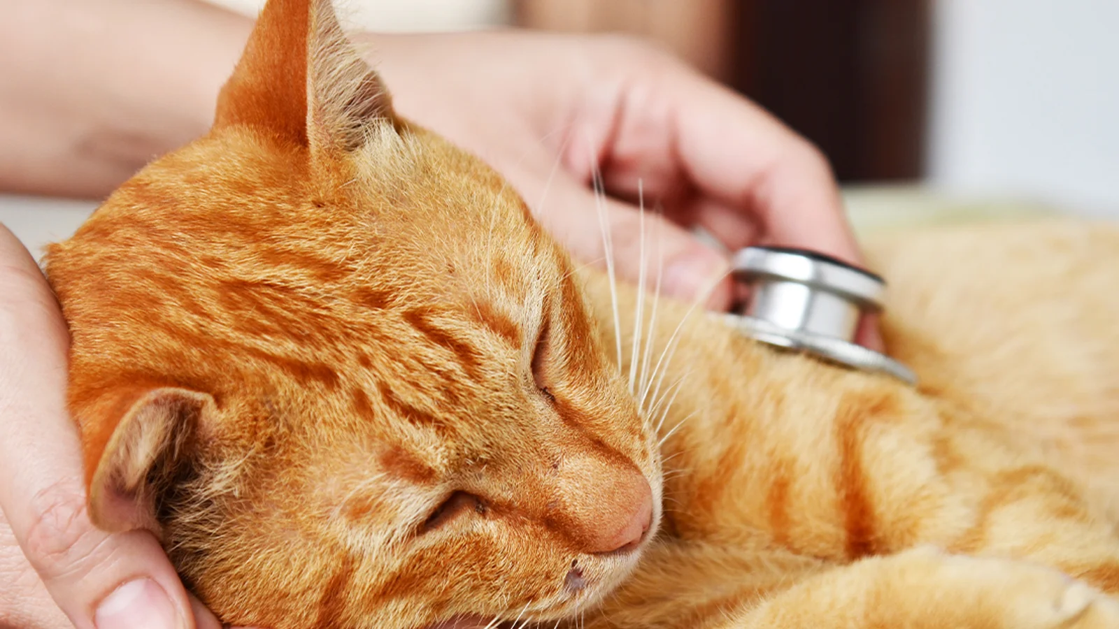 Mange katte i Middelfart lider med skjulte sygdomme