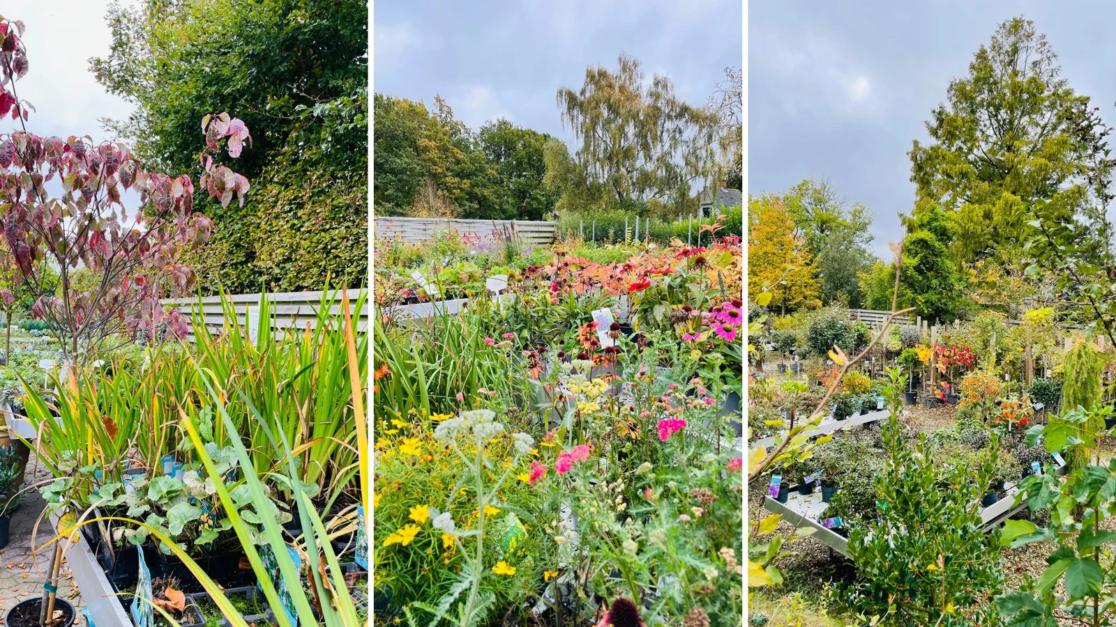 Efterårsudsalg hos SvendborgSund PlanteSalg: Spar 50 % på udvalgte haveplanter
