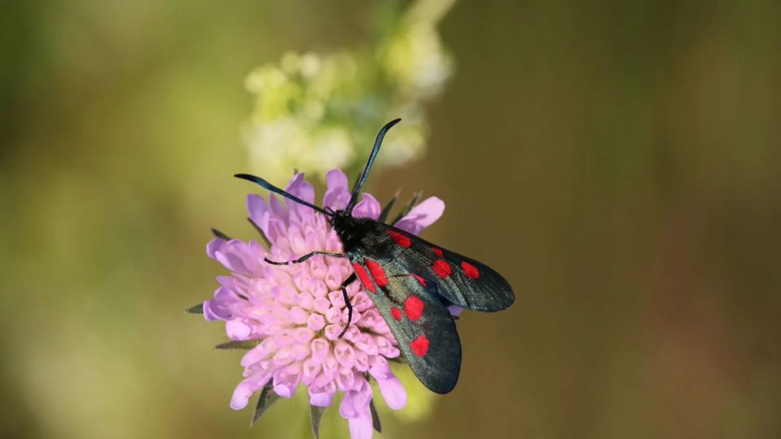 Assens Kommune kårer årets klima- eller biodiversitetsindsats