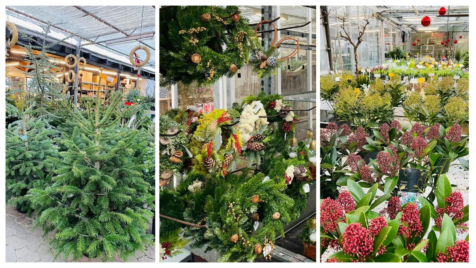 Gør et grønt køb inden, SvendborgSund PlanteSalg holder julelukket