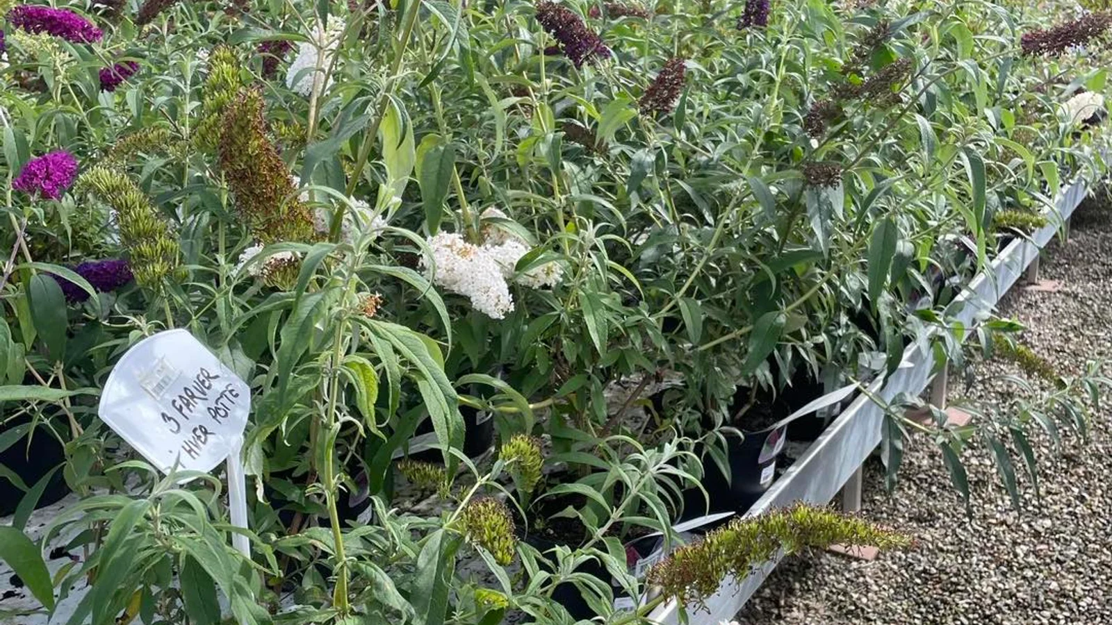 Havedrømme: Forvandl din have i efteråret med planter fra SvendborgSund PlanteSalg