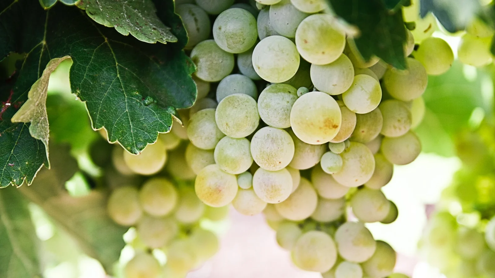 Den lokale vingård Rose Winery lancerer deres første vin