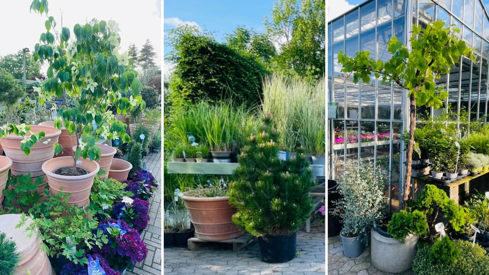 Fars dag og pinsefejring hos SvendborgSund PlanteSalg