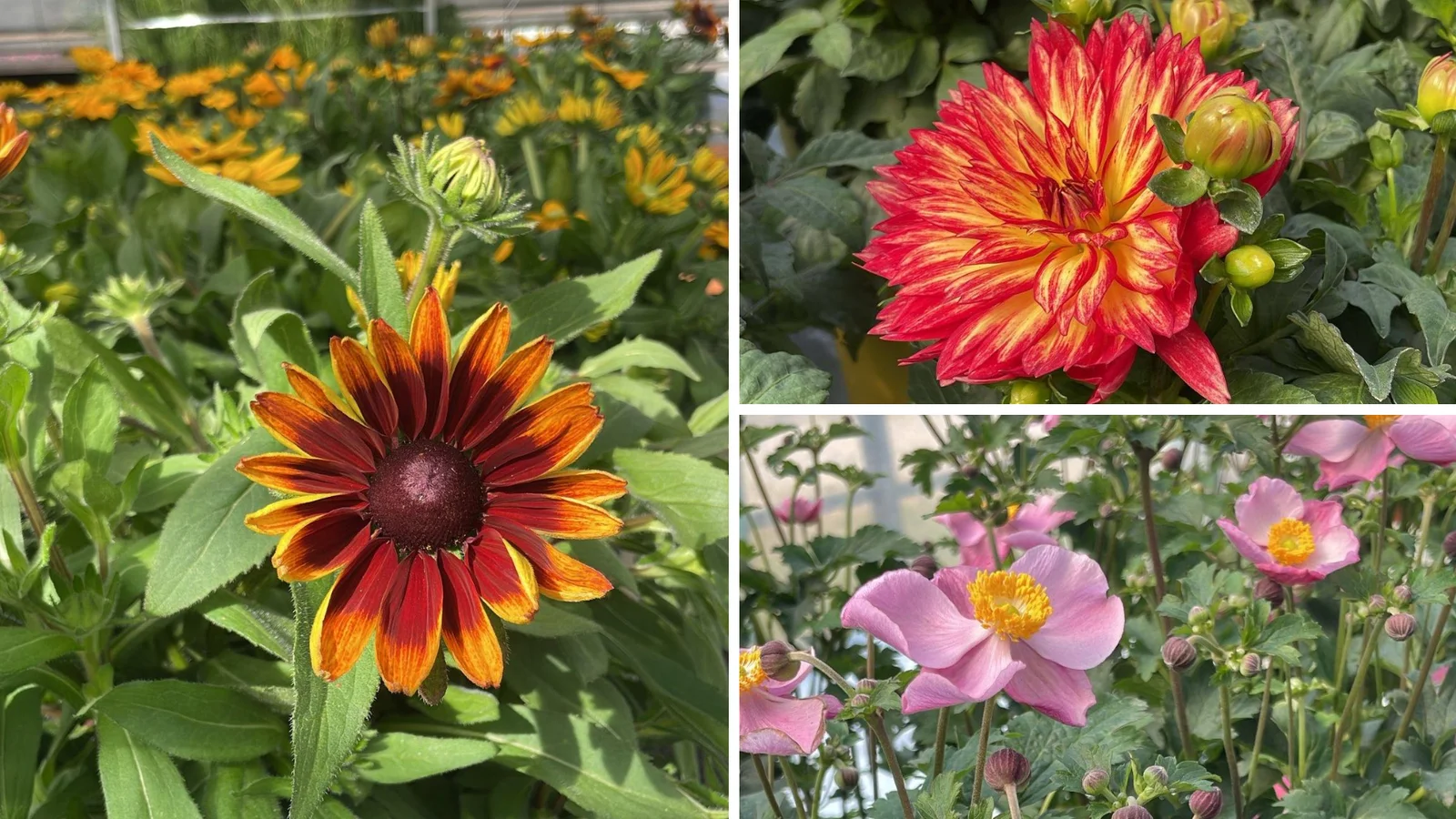 Sæsonåbning hos Sommer-Blomster.dk med efterårsplanter til skarpe priser