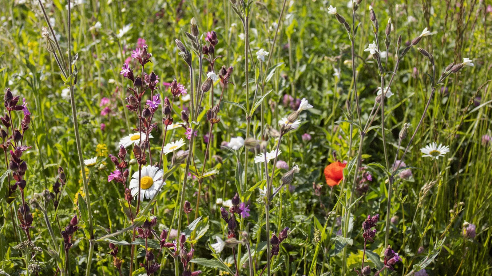 Du kan stadig nå at få støtte til dit naturprojekt fra kommunens VILDpulje