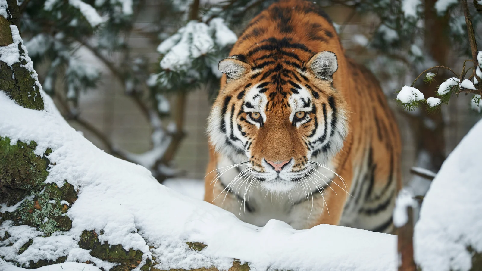 Odense ZOO sætter besøgsrekord for fjerde år i træk