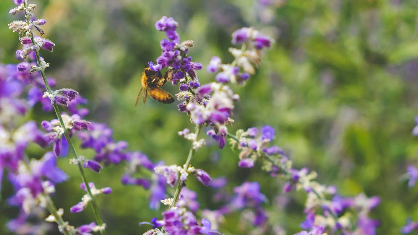 Nyborg Kommune vil forbedre biodiversiteten på kommunale arealer