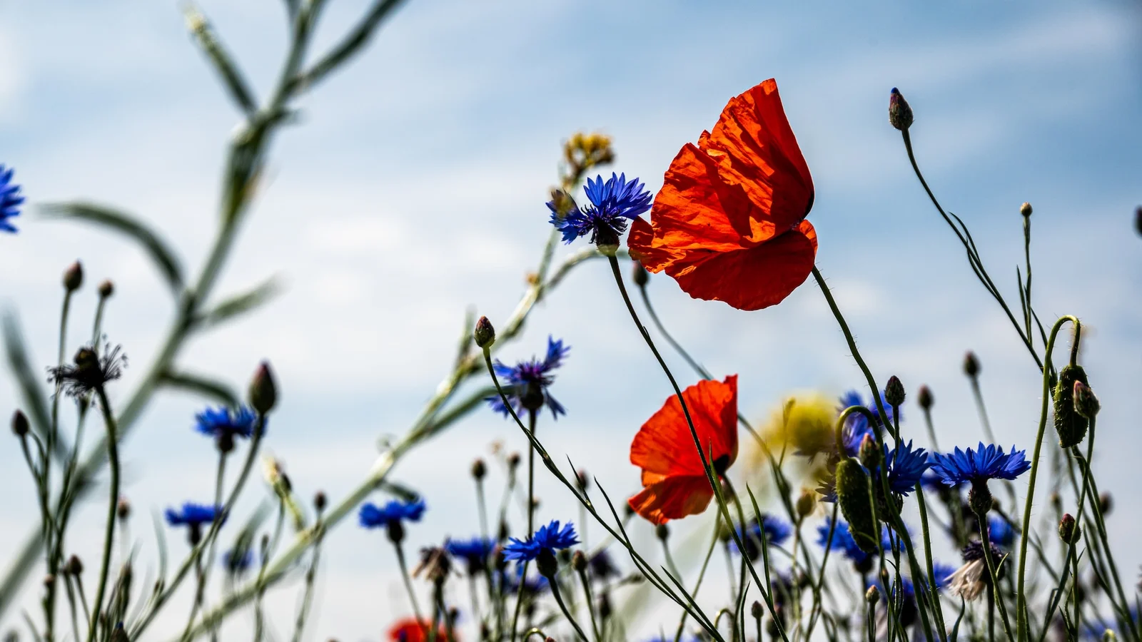 Gør noget godt for biodiversiteten og få et økonomisk tilskud