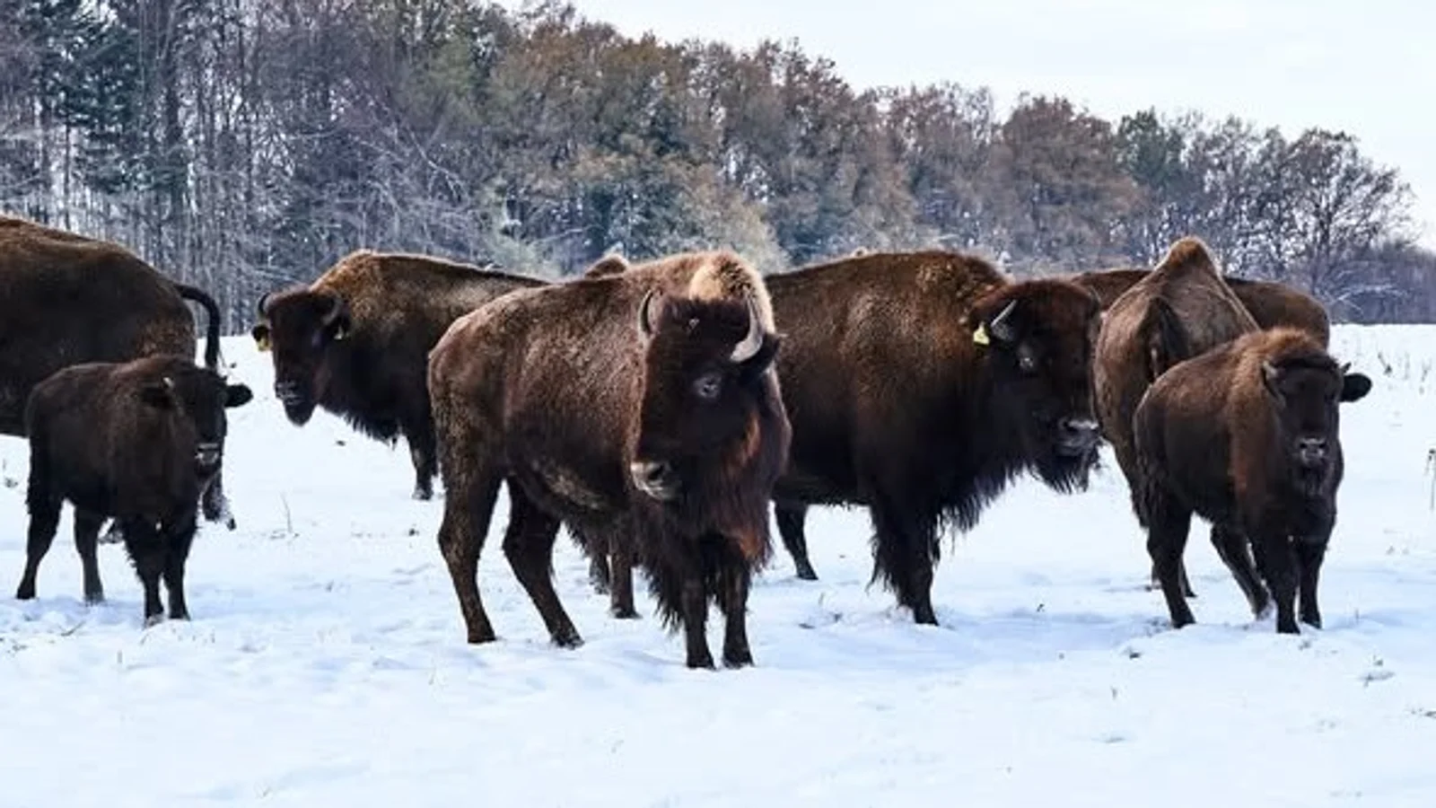 Halv pris på vinterovernatning hos Ditlevsdal Bisonfarm