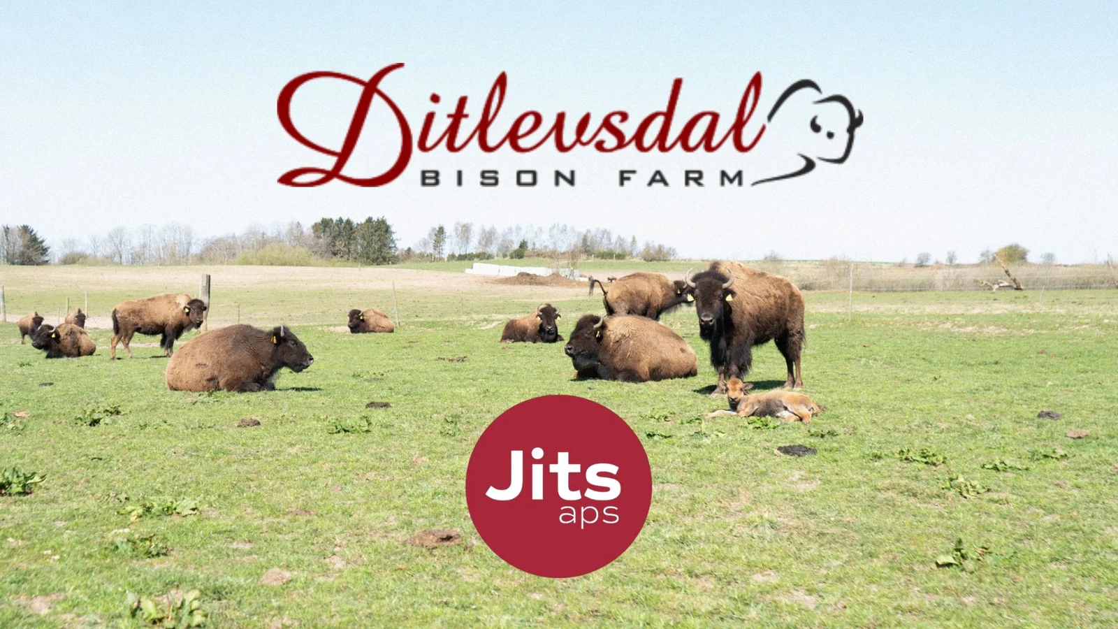 Ditlevsdal Bisonfarm samler IT-løsninger hos JITS