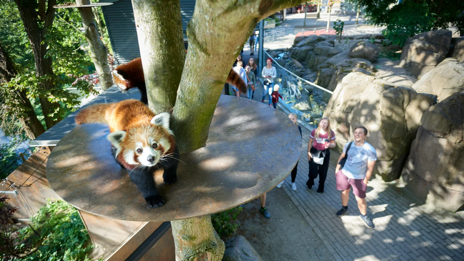Tre på stribe: Odense ZOO sætter igen besøgsrekord