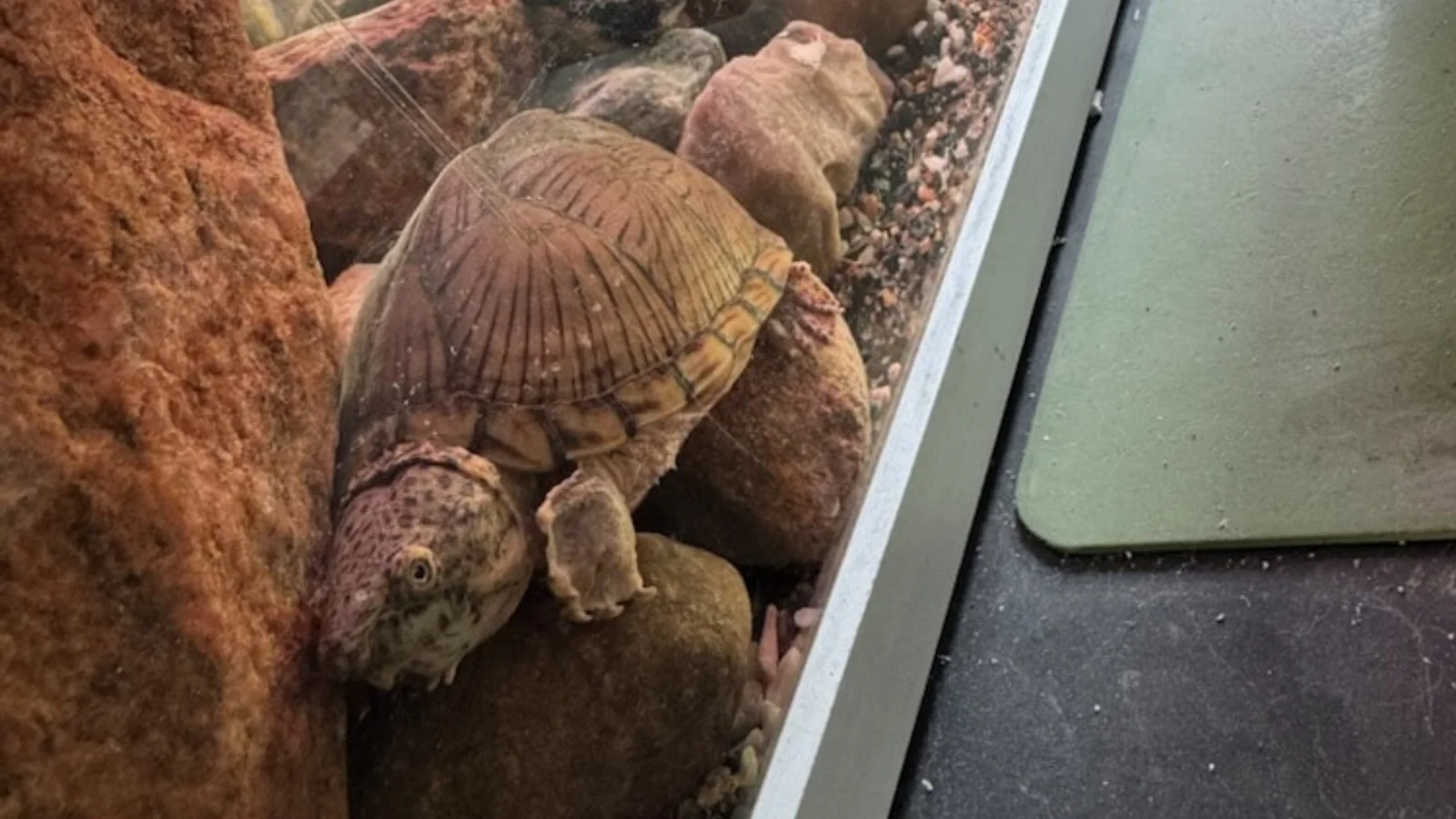 Sumpskildpadde fundet i Odense