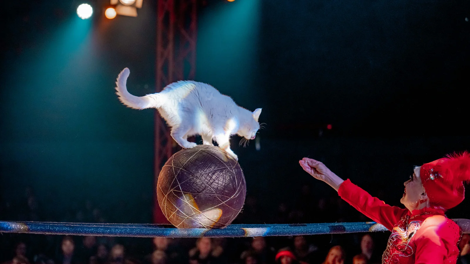 Cirkus Trapez kommer til Odense