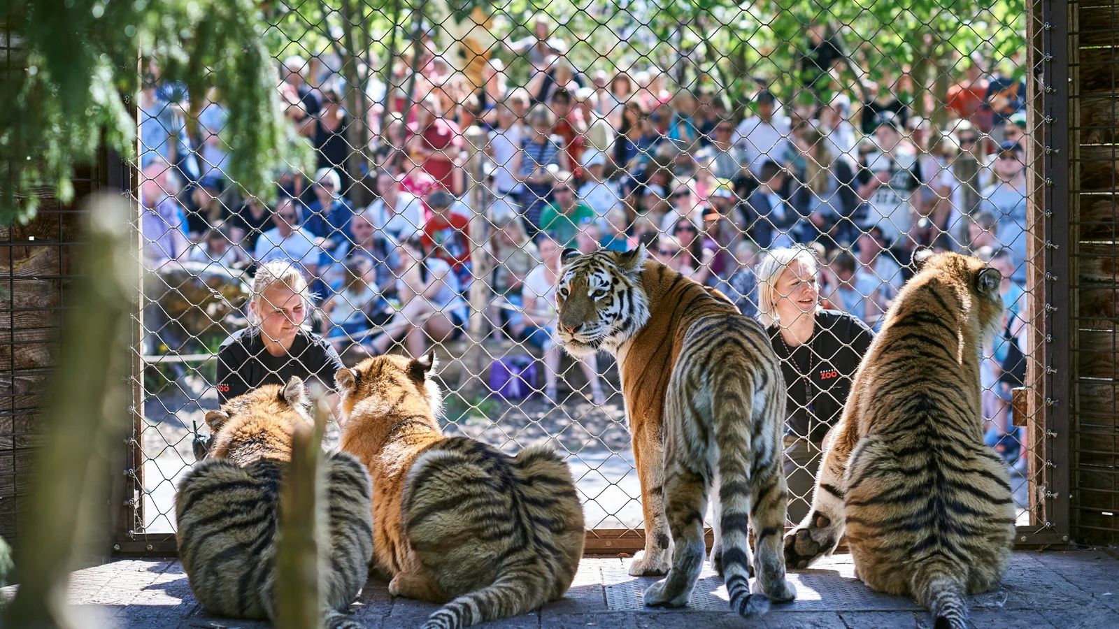 Blodbussen rykker ind i Odense Zoo: Bloddonorerne Odense og Odense ZOO etablerer nyt samarbejde