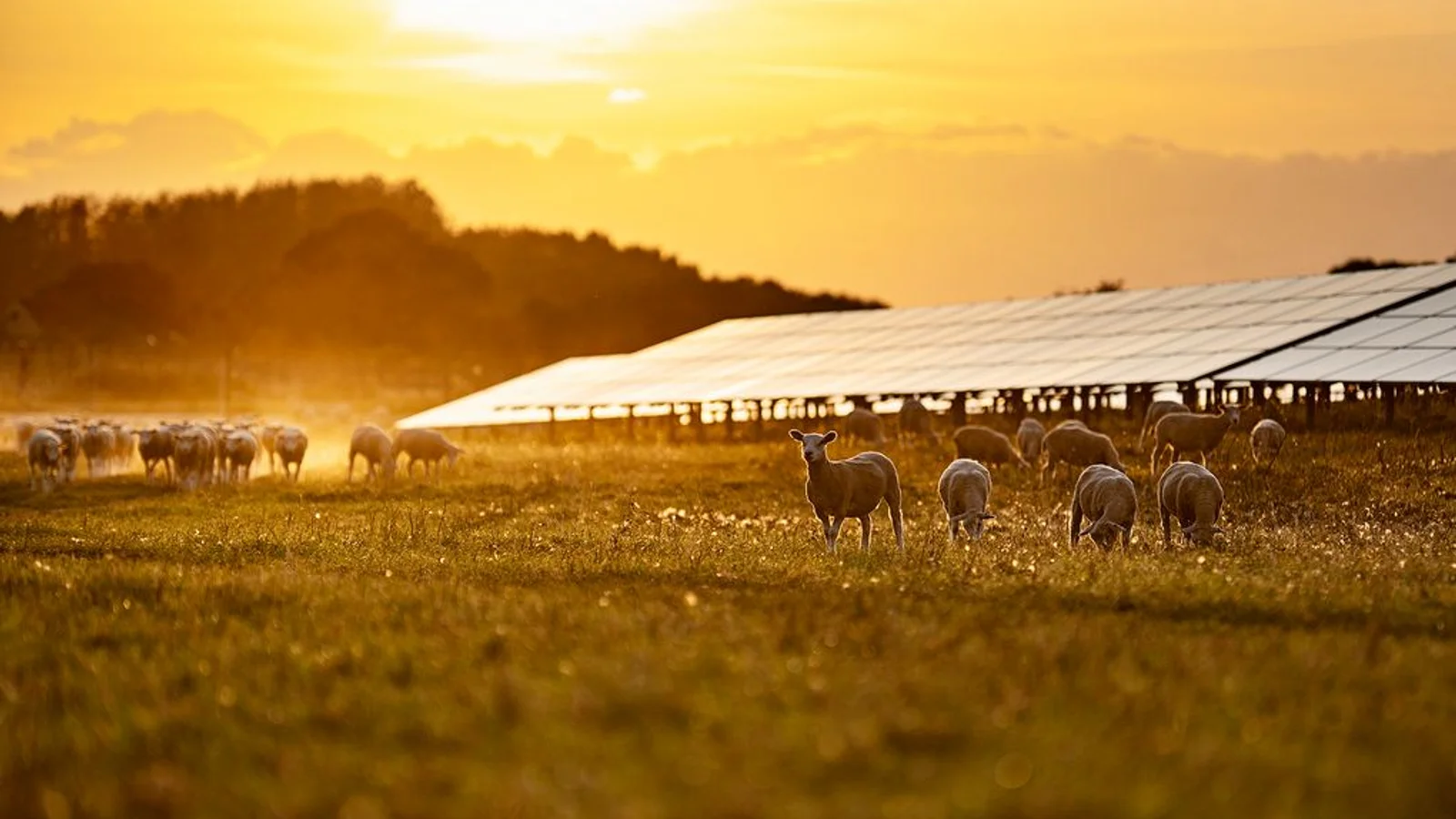 Marius Pedersen A/S sikrer sig lokal strøm fra Better Energys solcellepark i Fraugde de næste ti år