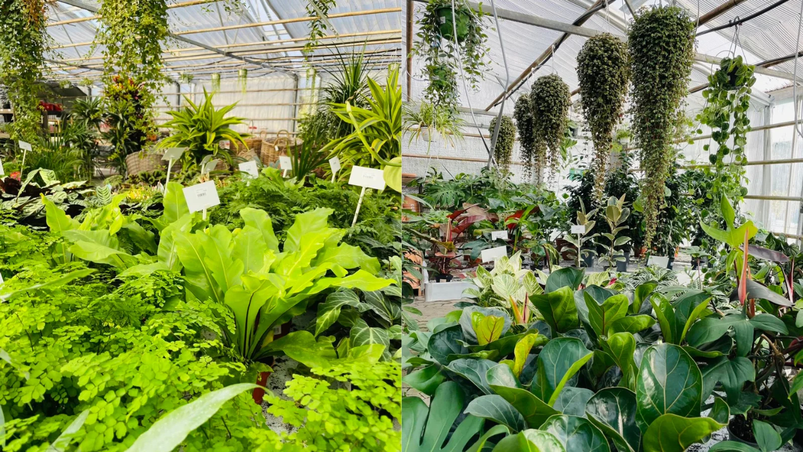 Spar 50 % på grønne stueplanter resten af året hos SvendborgSund PlanteSalg